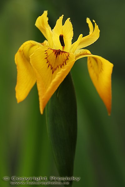 Kosatec žlutý (Iris pseudacorus), Kosatec žlutý (Iris pseudacorus), Autor: Ondřej Prosický, Model aparátu: Canon EOS 20D, Objektiv: Canon EF 100mm f/2.8 Macro USM, stativ Gitzo 1227 + 1377M, Doba expozice: 1/80 s, Clona: 4.50, ISO: 200, Kompenzace expozice: -1/3 EV, Měření expozice: celoplošné se zvýrazněným středem, Blesk: Ne, Vytvořeno: 4. června 2006 15:38:45, Lednicko-Valtický areál (ČR)