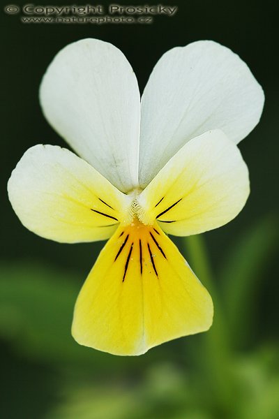 Violka trojbarevná (Viola tricolora), Violka trojbarevná (Viola tricolora), Autor: Ondřej Prosický, Model aparátu: Canon EOS 20D, Objektiv: Canon EF 100mm f/2.8 Macro USM, fotografováno z ruky, Doba expozice: 1/320 s, Clona: 4.50, ISO: 100, Kompenzace expozice: -1/3 EV, Měření expozice: celoplošné se zvýrazněným středem, Blesk: Ne, Vytvořeno: 5. června 2006 11:29:21, Děvín, CHKO Pálava (ČR)