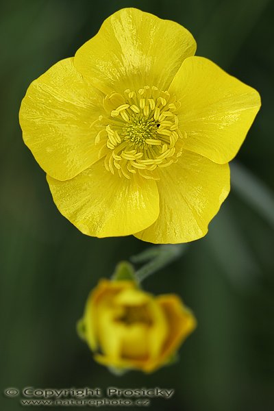 Pryskyřník kosmatý (Ranunculus lanuginosus), Pryskyřník kosmatý (Ranunculus lanuginosus), Autor: Ondřej Prosický, Model aparátu: Canon EOS 20D, Objektiv: Canon EF 100mm f/2.8 Macro USM, fotografováno z ruky, Doba expozice: 1/640 s, Clona: 3.50, ISO: 100, Kompenzace expozice: +1/3, Měření expozice: celoplošné se zvýrazněným středem, Vytvořeno: 5. června 2006 12:23:55, Děvín, CHKO Pálava (ČR)