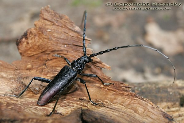 Tesařík obrovský (Cerambyx cerdo), Tesařík obrovský (Cerambyx cerdo), Autor: Ondřej Prosický, Model aparátu: Canon EOS 20D, Objektiv: Canon EF 100mm f/2.8 Macro USM, stativ Gitzo 1227 + 1377M, Doba expozice: 1/20 s, Clona: 6.30, ISO: 400, Kompenzace expozice: 0 EV, Měření expozice: celoplošné se zvýrazněným středem, Blesk: Ano (vestavěný, s rozptylkou) Vytvořeno: 8. června 2006 16:44:41, Lednicko-Valtický areál (ČR)